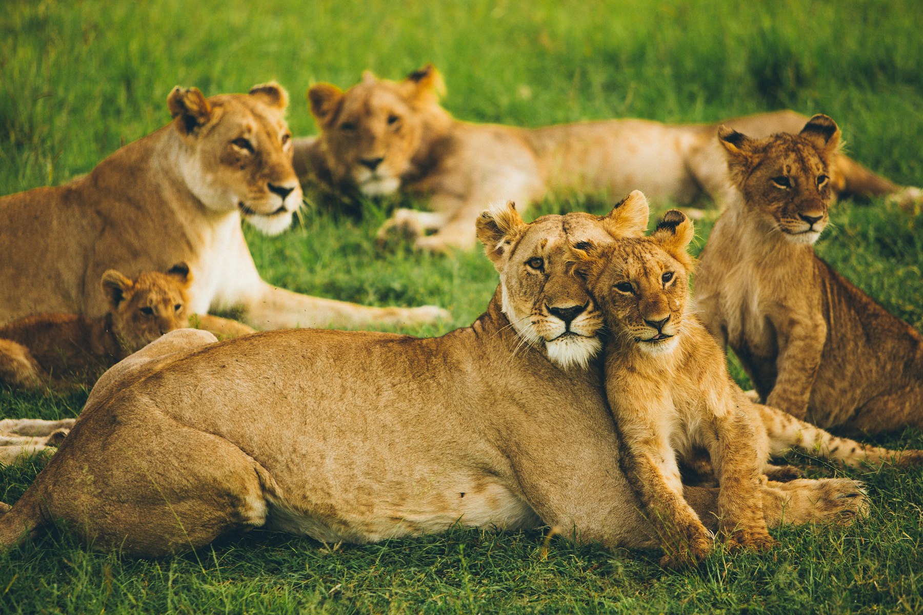 Lionesses and cubs at rest